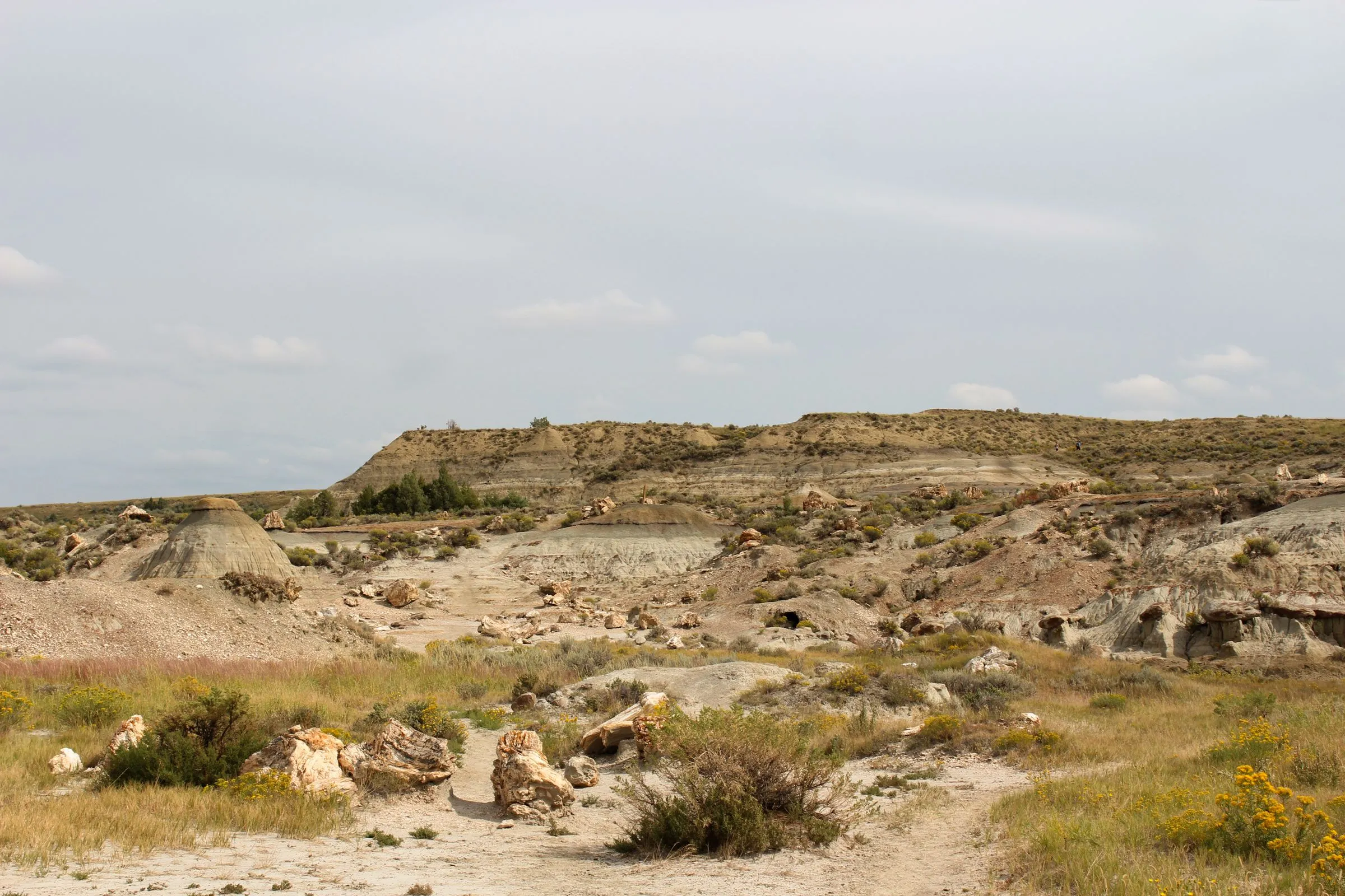 Grassy badlands of the northern plains, with eroded sandstone and sagebrush under a pale sky